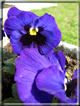 foto Fiori